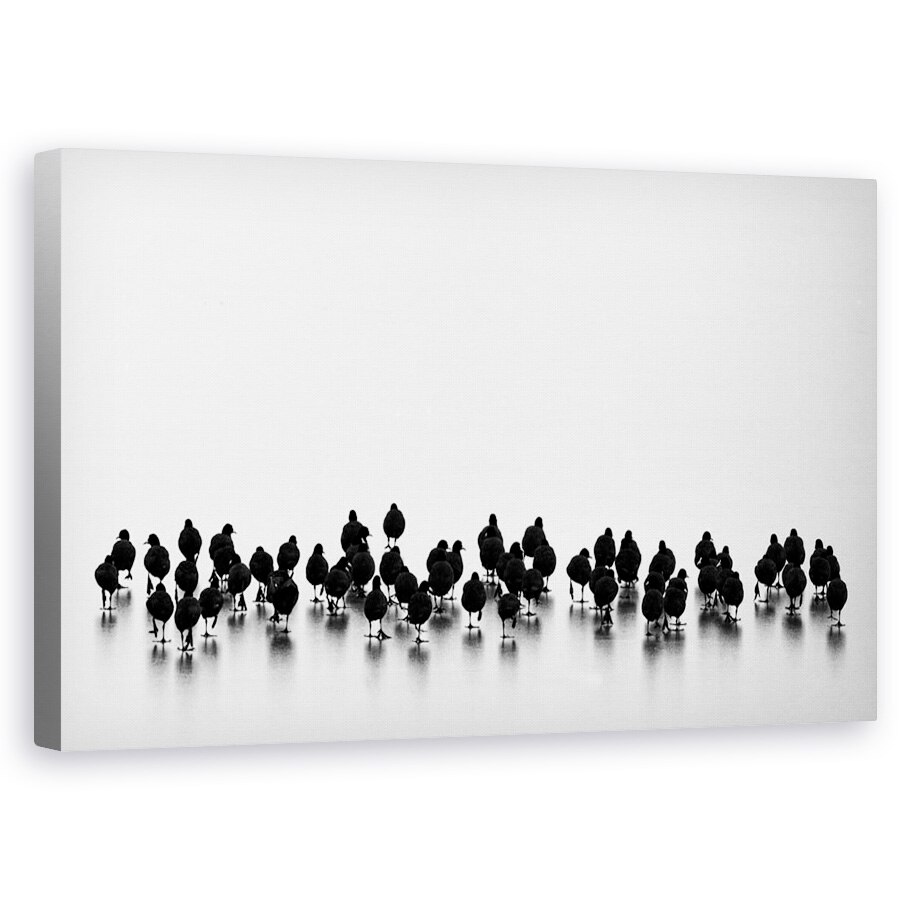 Tablou canvas - Pasari, Contrast, Pasari, Alb-Negru, Apa, Turma, 60 x 100 cm