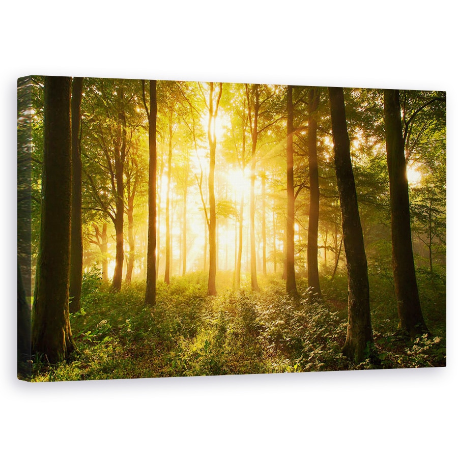 Tablou canvas - Lumina In Padure, Lumina, Padure, Stare De Spirit, Copaci, Padure, 50 x 80 cm