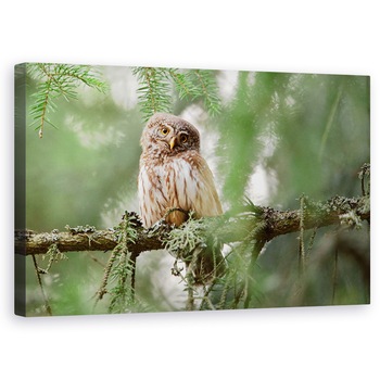 Tablou canvas - Bufnita Pigmeu, Bufnita, Padure, Ramura, Bufnita Pigmeu, Verde, 60 x 100 cm Tablou canvas - Bufnita Pigmeu, Bufnita, Padure, Ramura, Bufnita Pigmeu, Verde, 60 x 100 cm