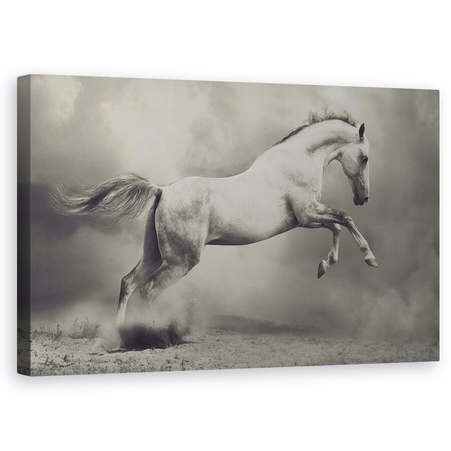 Tablou canvas - Parical, Cal, Animal, Salt, 60 x 100 cm