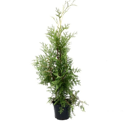 Planta perena pentru gard viu - Tuia Brabant - 40/60 cm - eMAG.ro