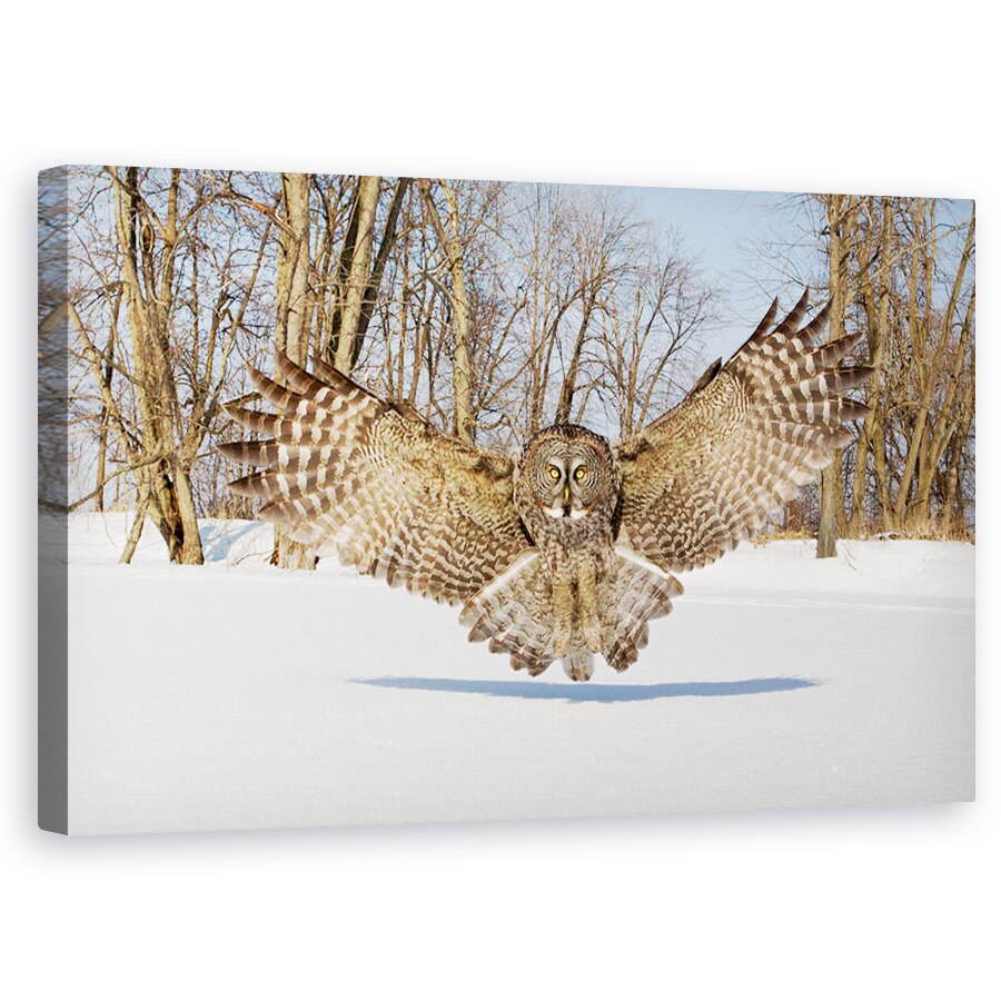 Tablou canvas - Atacul Bufnitei, Iarna, Pasare, Vanator, Canada, 60 x 100 cm