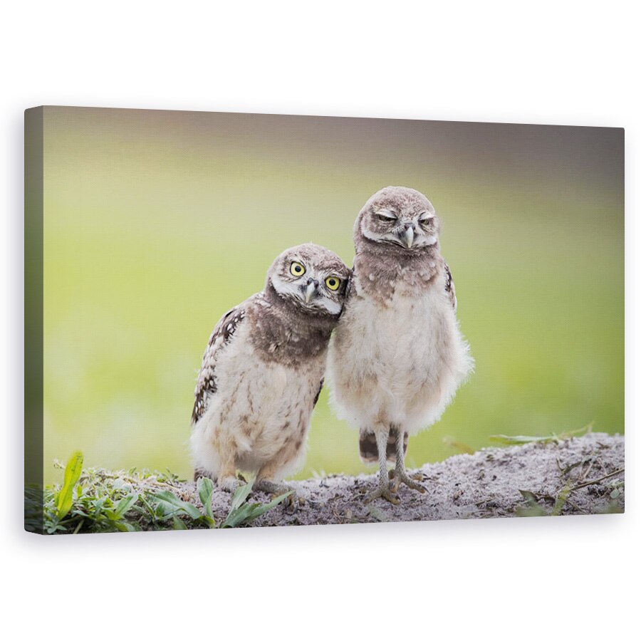 Tablou canvas - Prieteni, Salbatic, Dragut, Frati, Bufnita, 60 x 100 cm