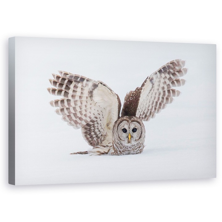 Картина на платно - How Do You Like My Wings, Бухал, Див, Сняг, Лов, Птици, 60 x 100 см