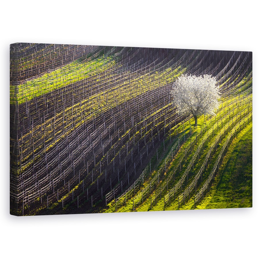 Tablou canvas - Corzi De Primavara, Copac, Linii, Vin, Struguri, 60 x 100 cm