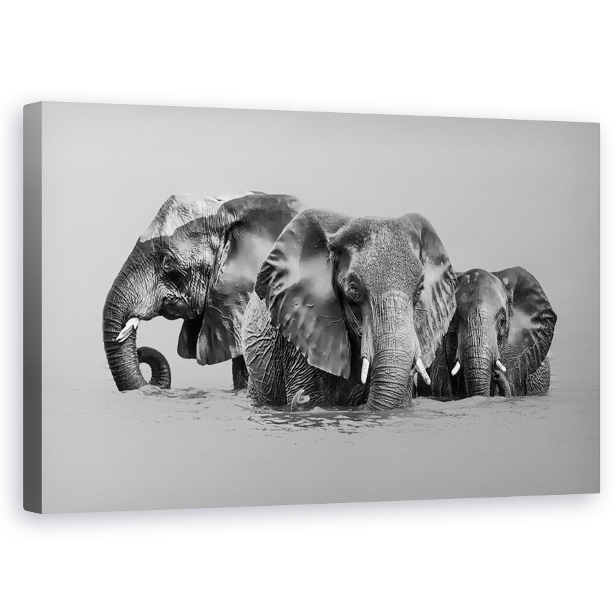 Tablou canvas - Elefant Care Traverseaza Raul, Animale, Alb-Negru, Apa, 60 x 100 cm