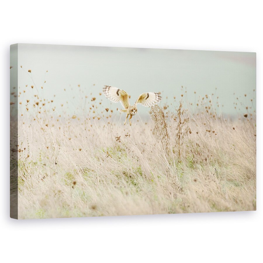 Tablou canvas - Vanatoarea Bufnitei Cu Urechi Scurte, Natura, Salbatic, 60 x 100 cm