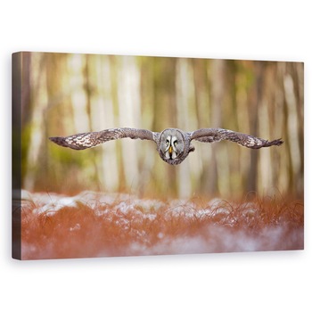 Tablou canvas - Bufnita Gri, Pasare, Zbor, 60 x 100 cm Tablou canvas - Bufnita Gri, Pasare, Zbor, 60 x 100 cm