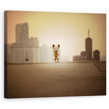 Tablou canvas - Cu Tine, Fuga, Strada, Caine, Pet, Dragut, 24 x 30 cm Tablou canvas - Cu Tine, Fuga, Strada, Caine, Pet, Dragut, 24 x 30 cm