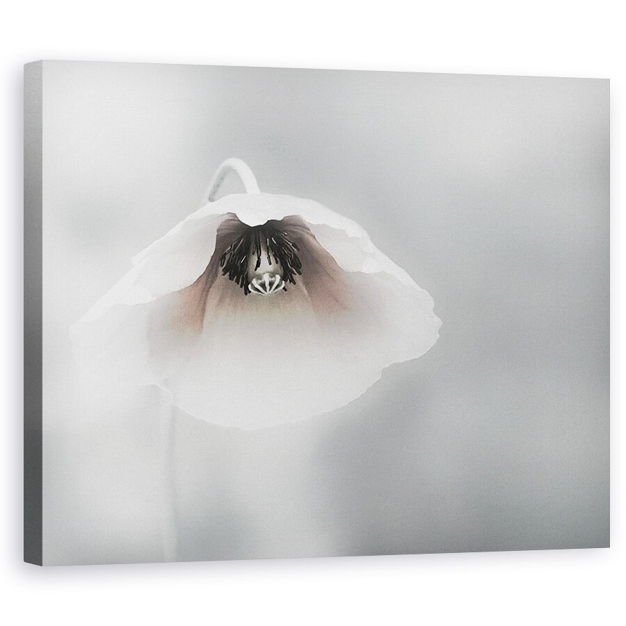 Tablou canvas - Frumusete Efemera, Floare, Maci, Alb, Fragil, Flora, 24 x 30 cm