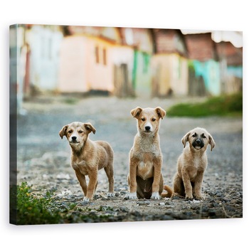 Tablou canvas - Cei Trei Muschetari, Animale De Companie, Caini, Case, Cladiri, 80 x 100 cm Tablou canvas - Cei Trei Muschetari, Animale De Companie, Caini, Case, Cladiri, 80 x 100 cm