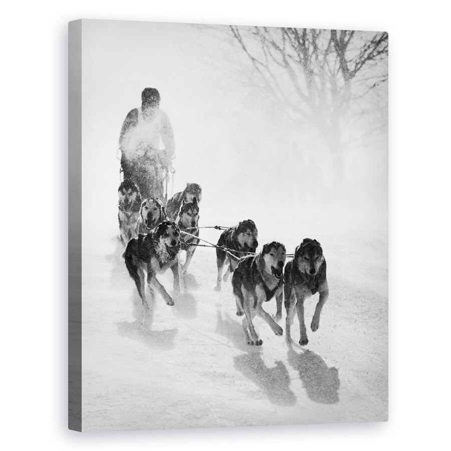 Tablou canvas - Urmarire, Sanie, Caini, Iarna, Actiune, Zapada, 60 x 75 cm