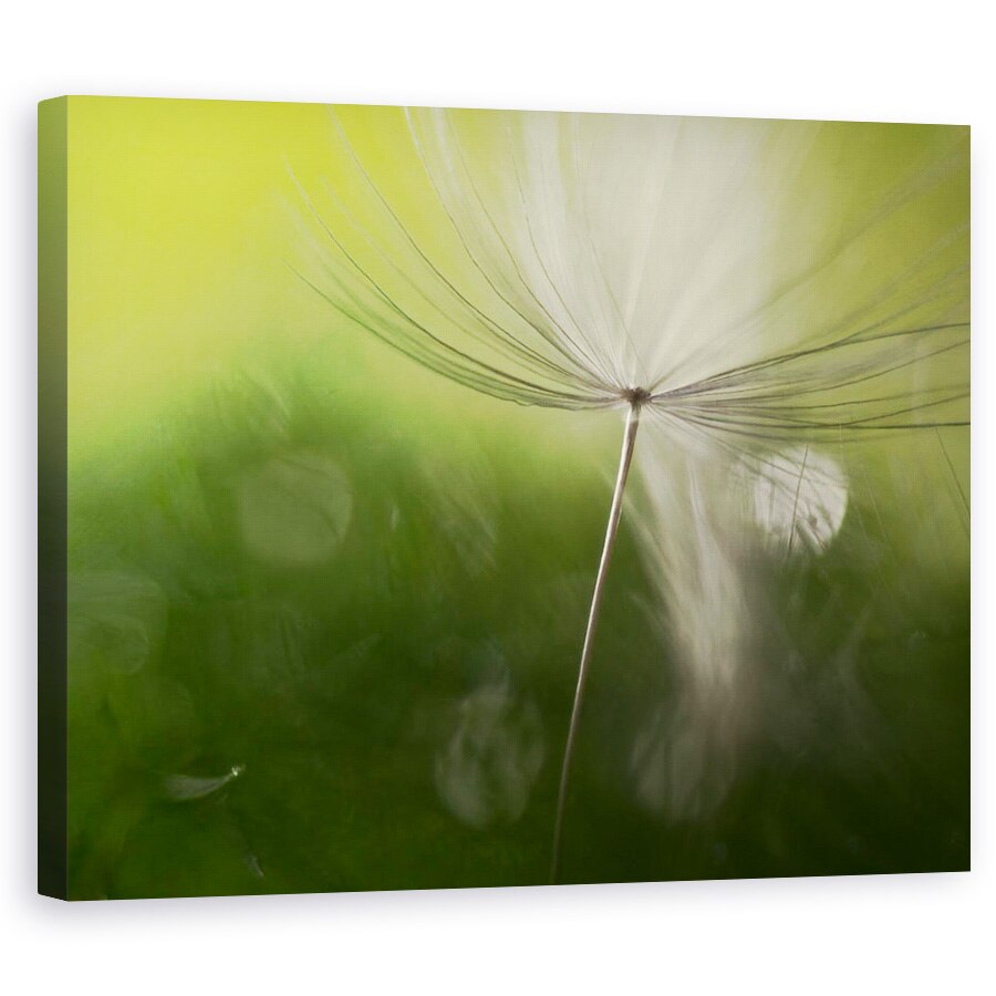 Tablou canvas - Umbre In Verde, Macro, Verde, Seminte, Moale, 40 x 50 cm