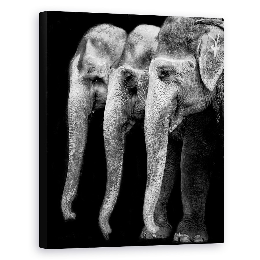 Tablou canvas - Elefantul, Singura Fiinta Mare, Dar Inofensiva, Monocrom, Animale, 80 x 100 cm