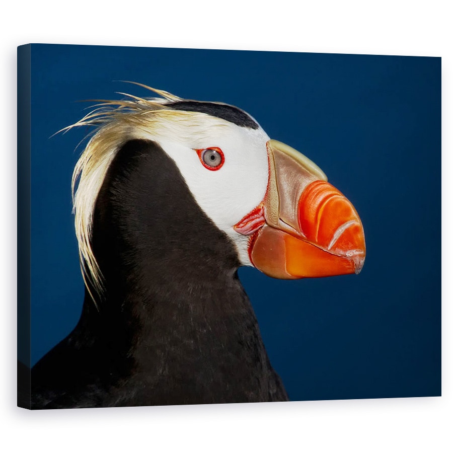 Tablou canvas - Puffin Smocuri, Salbatic, St Paul, Insula, Rusia, 40 x 50 cm
