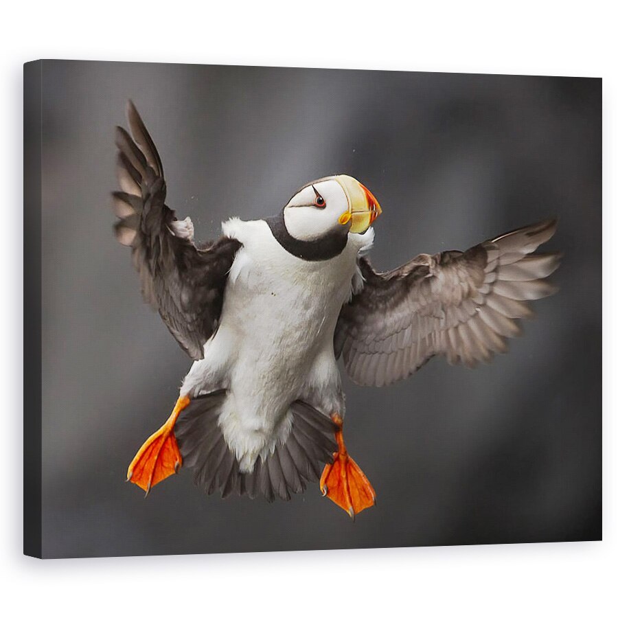 Tablou canvas - Flapsurile Complete, Puffin, Salbatic, Natura, 24 x 30 cm