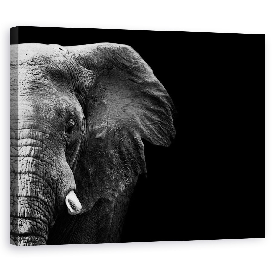 Tablou canvas - Elefant, Animale, Africa, Alb-Negru, Intuneric, 40 x 50 cm