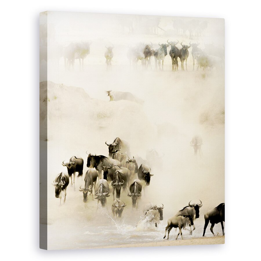 Tablou canvas - Roire, Serengeti, Tanzania, Salbatic, Africa, Natura, 40 x 50 cm