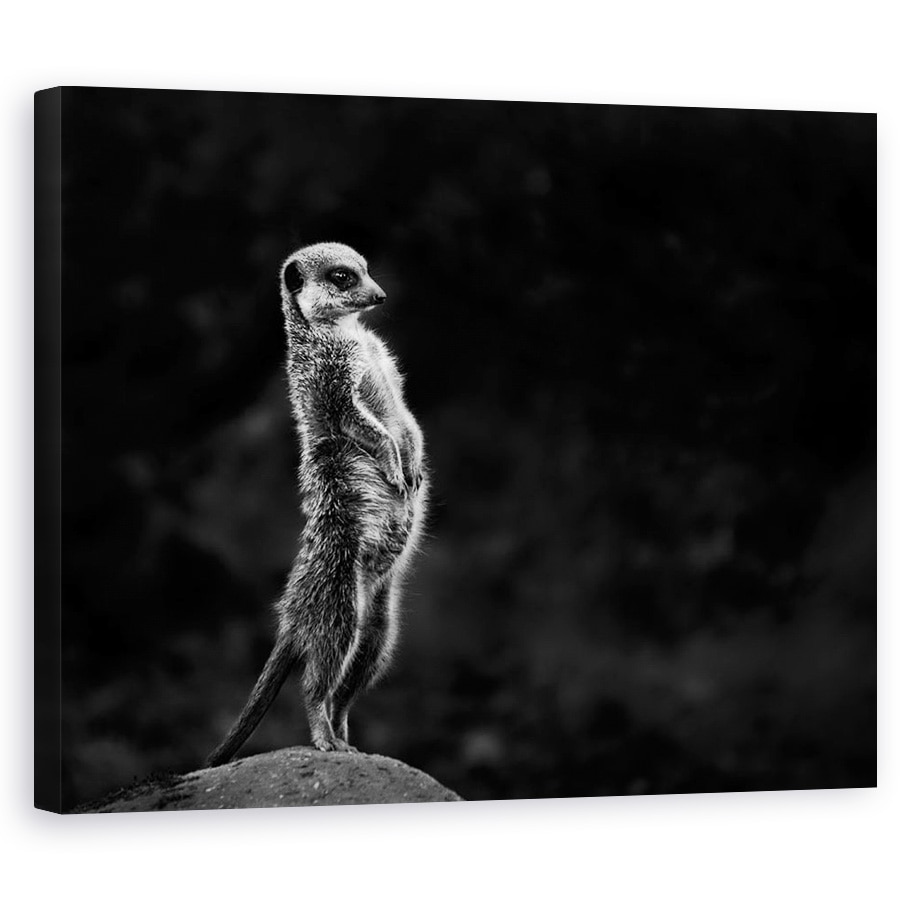 Tablou canvas - Meerkat, Animal, Meerkat, Salbatic, Salbatic, Spionaj, 60 x 75 cm