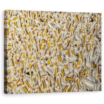 Tablou canvas - Aglomerat, Pelicani, Aviara, Natura, Pasari, Salbatic, 40 x 50 cm Tablou canvas - Aglomerat, Pelicani, Aviara, Natura, Pasari, Salbatic, 40 x 50 cm