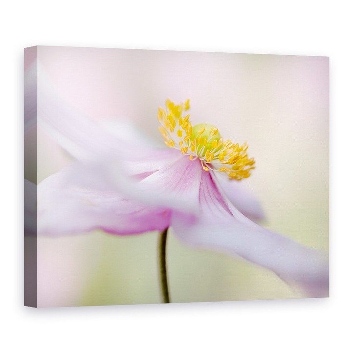 Tablou canvas - Anemona Japoneza, Roz, Floare, 50 x 70 cm