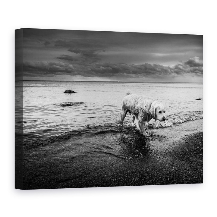 Tablou canvas - Lunga Calatorie Spre Casa, Caini, Animale, Apa, Oakville, 90 x 120 cm
