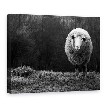 Tablou canvas - Oaie Singuratica, Animal, Alb-Negru, Camp, Blana, 30 x 40 cm Tablou canvas - Oaie Singuratica, Animal, Alb-Negru, Camp, Blana, 30 x 40 cm