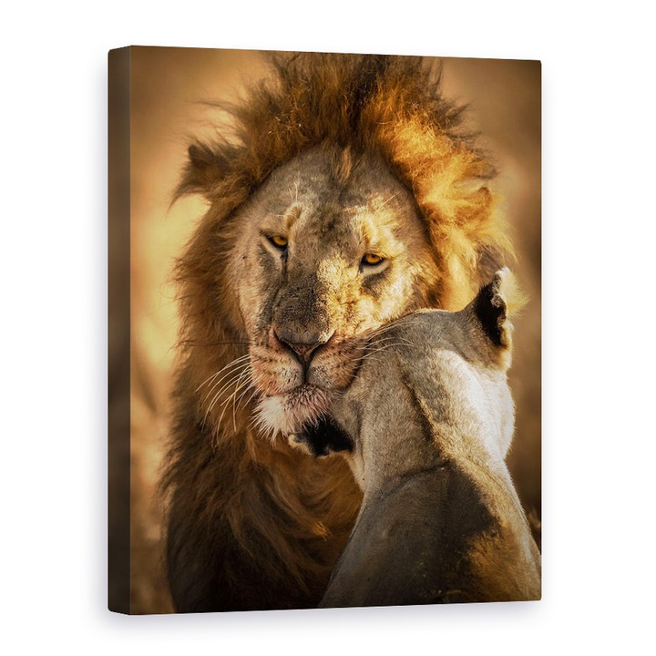 Tablou canvas - Da-Mi Putina Dragoste, Salbatic, Animal, Calatorie, 60 x 80 cm