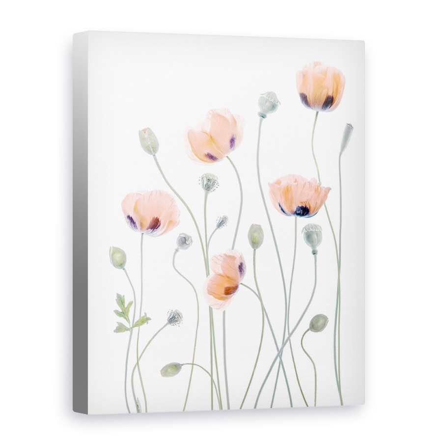 Tablou canvas - Maci, Papaver, Vara, Gradina, Plante, 30 x 40 cm