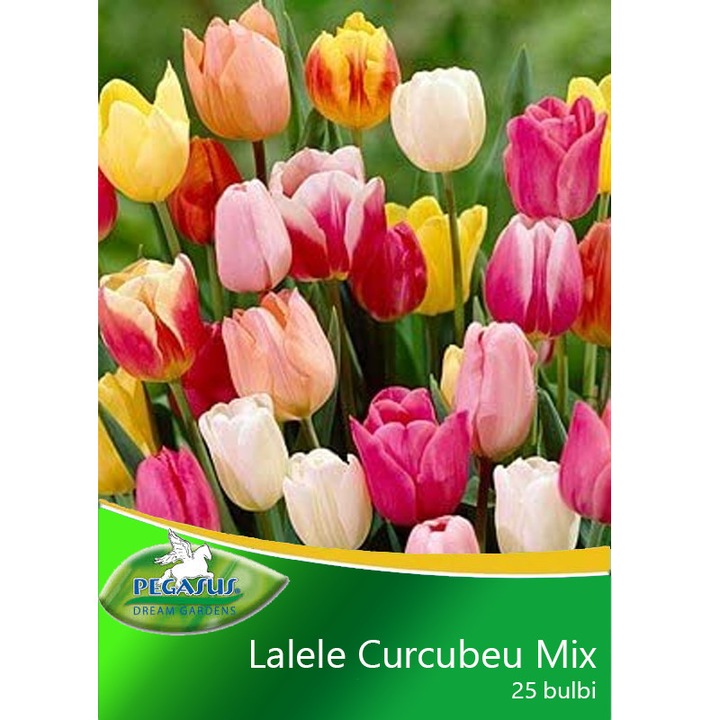 Mix Lalele Curcubeu, 25 bulbi / pachet