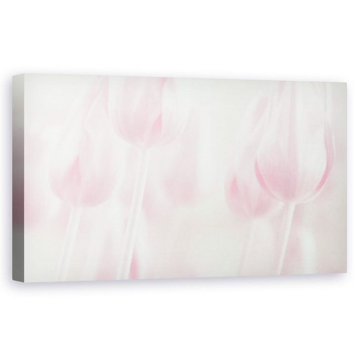 Tablou canvas - Moliciune, Macro, Roz, Punct, Macro, 30 x 60 cm