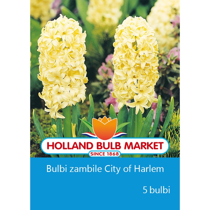Bulbi zambile City of Haarlem, 3 bulbi / pachet