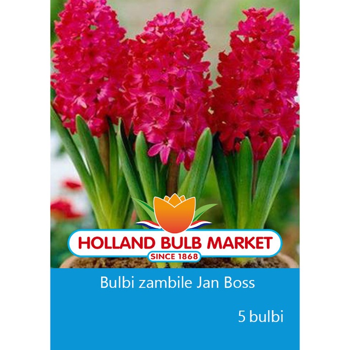 Bulbi zambile Jan Boss, 3 bulbi