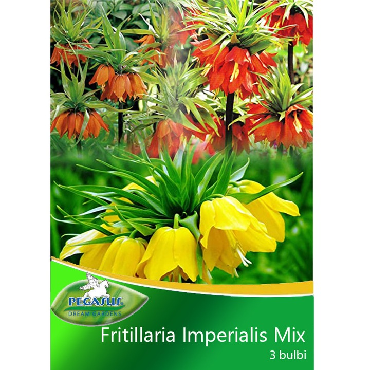 Bulbi Fritillaria Imperialis Mix, 3 bulbi / pachet