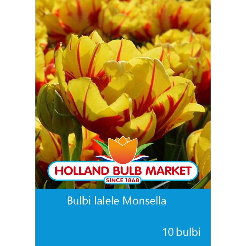 Bulbi lalele Monsella, 10 bulbi / pachet