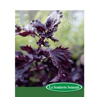 busuioc a foglia violetta 5 grame imagen 43_0_
0