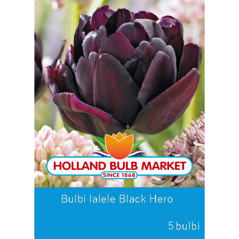 Bulbi lalele Black Hero, 5 bulbi / pachet