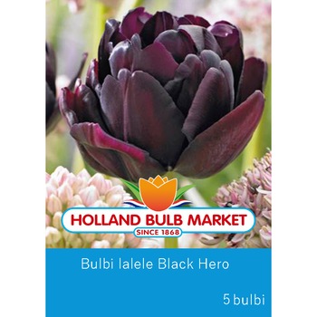 Bulbi lalele Black Hero, 5 bulbi / pachet Bulbi lalele Black Hero, 5 bulbi / pachet