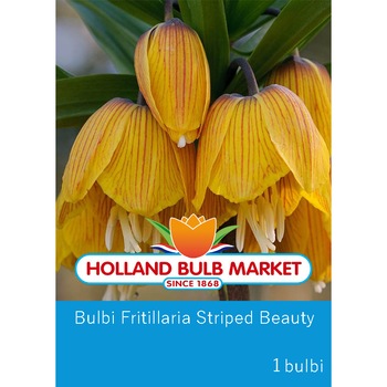 Bulbi fritillaria Stripped Beauty, 1 bulb Bulbi fritillaria Stripped Beauty, 1 bulb