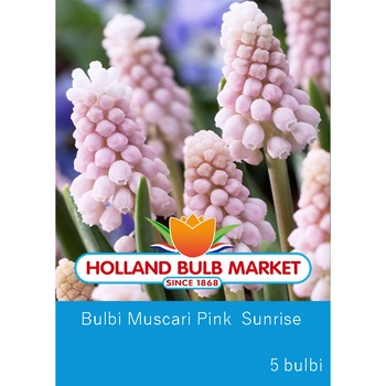 Bulbi muscari Pink Sunrise, 3 bulbi / pachet Bulbi muscari Pink Sunrise, 3 bulbi / pachet