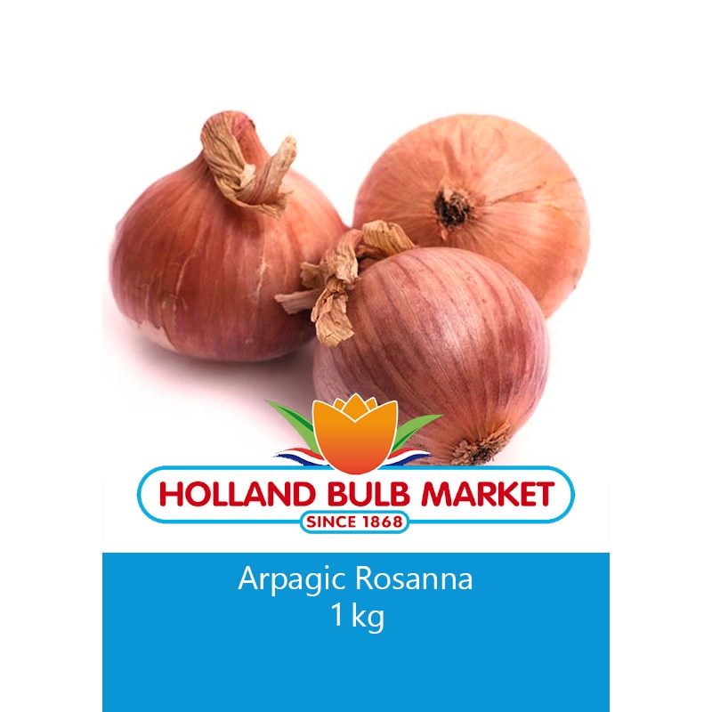 Bulbi arpagic Rosanna, 1 kg