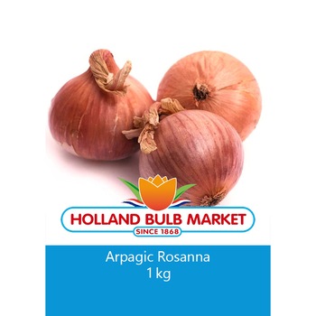 Bulbi arpagic Rosanna, 1 kg Bulbi arpagic Rosanna, 1 kg