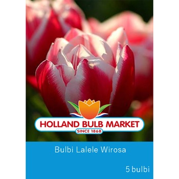 Bulbi lalele Wirosa, 5 bulbi / pachet Bulbi lalele Wirosa, 5 bulbi / pachet