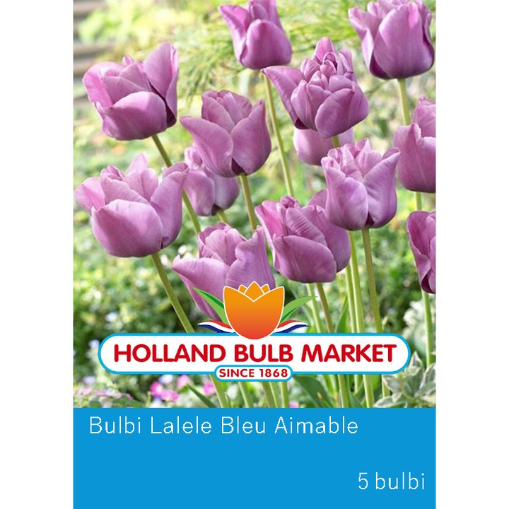 Holland Bleu Aimable tulipánhagyma, 5 db hagyma/ csomag