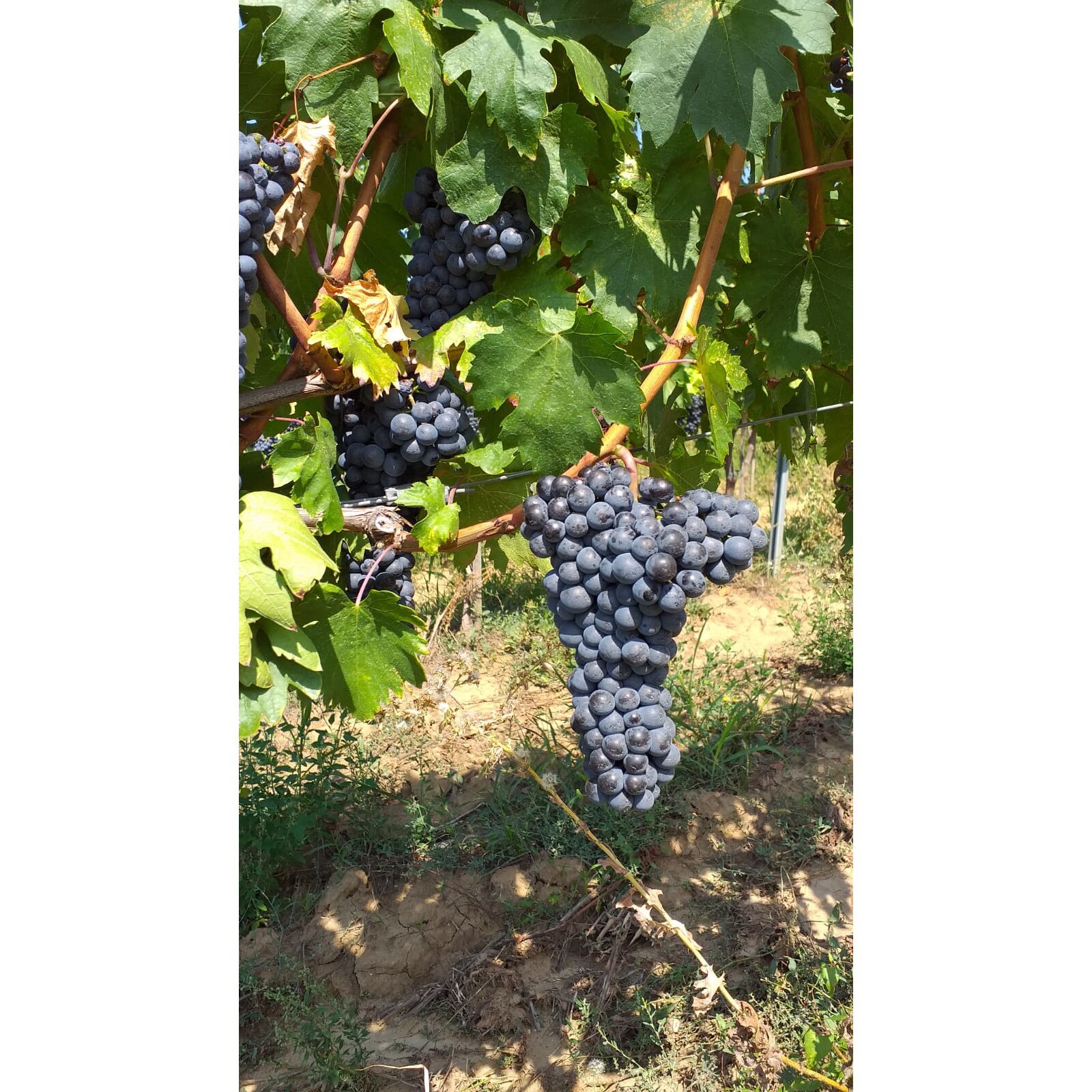 Vin Dascalu Vin Roze Demisec, Domeniile Dascalu, 2019, Feteasca Neagra, D.O.C ...