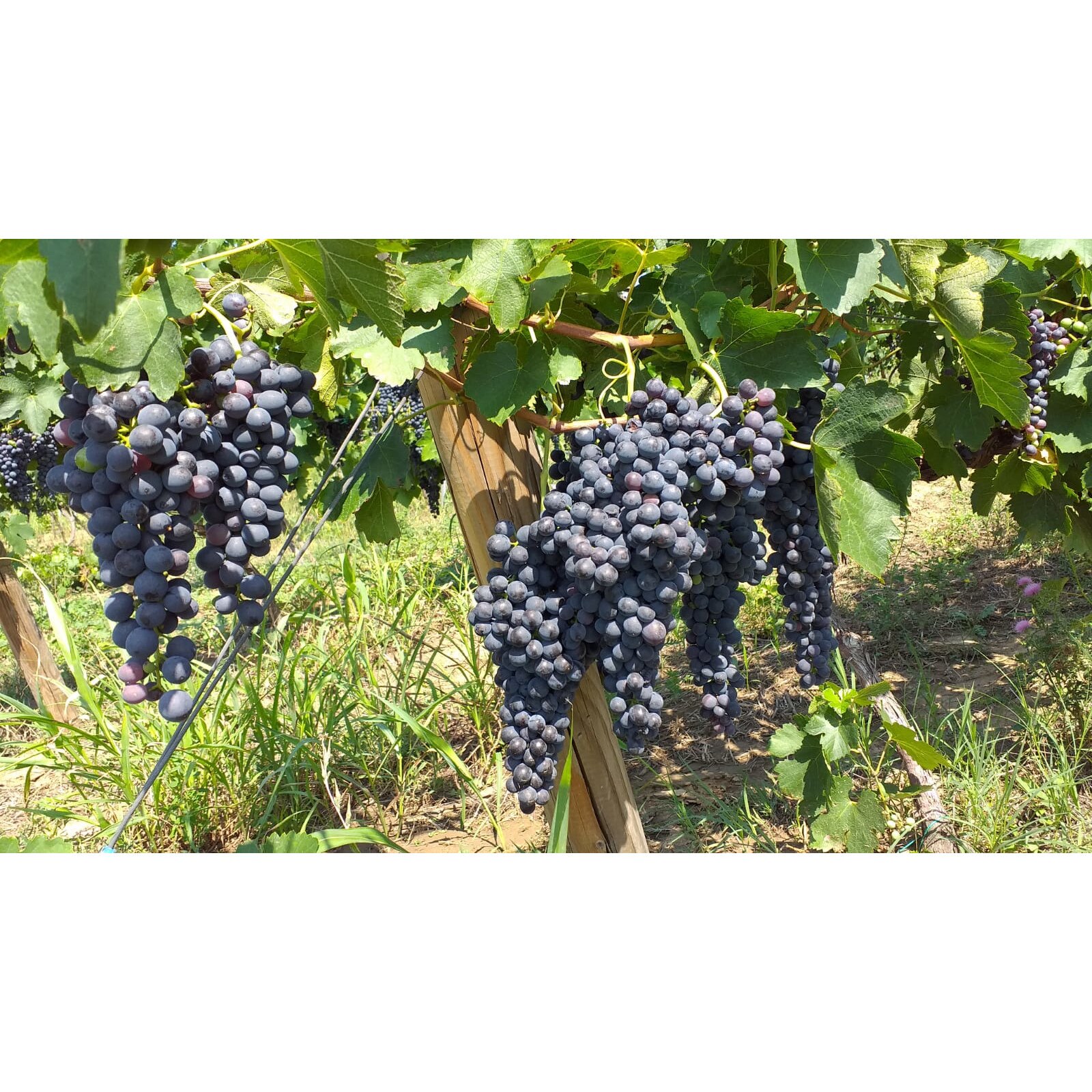Vin Dascalu Vin Roze Demisec, Domeniile Dascalu, 2019, Feteasca Neagra, D.O.C ...