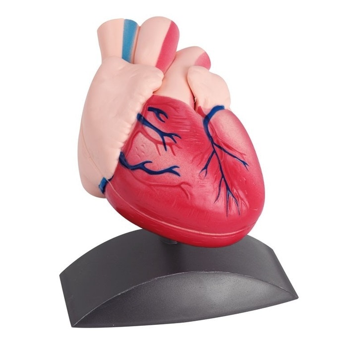 Mulaj inima Umana marime naturala