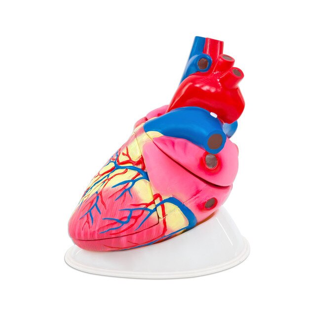 Inima umana - model Mare