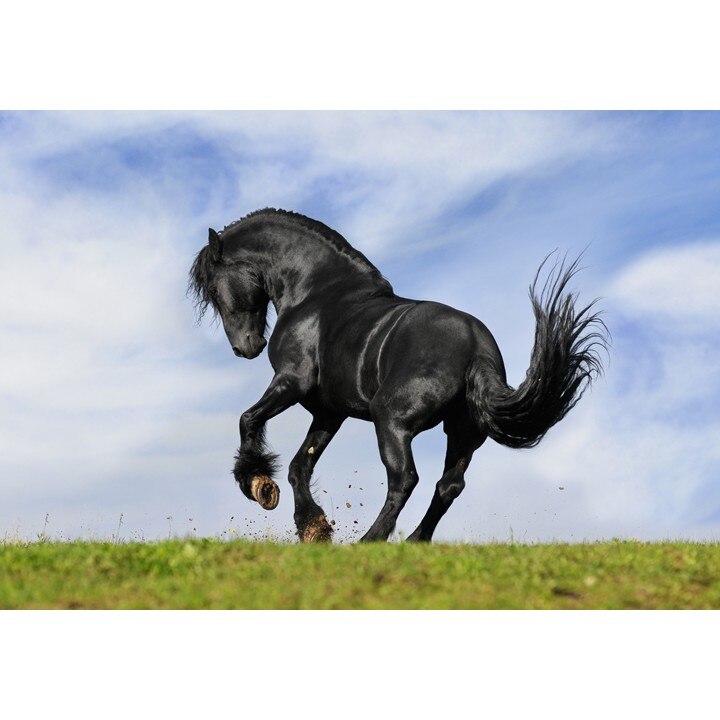 Fototapet Startonight Cal negru, luminos in intuneric, 1.83 x 1.28 m