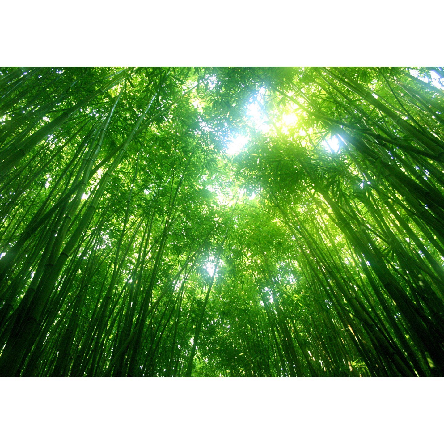 Fototapet Startonight Lumini verzi, luminos in intuneric, 3.66 x 2.56 m